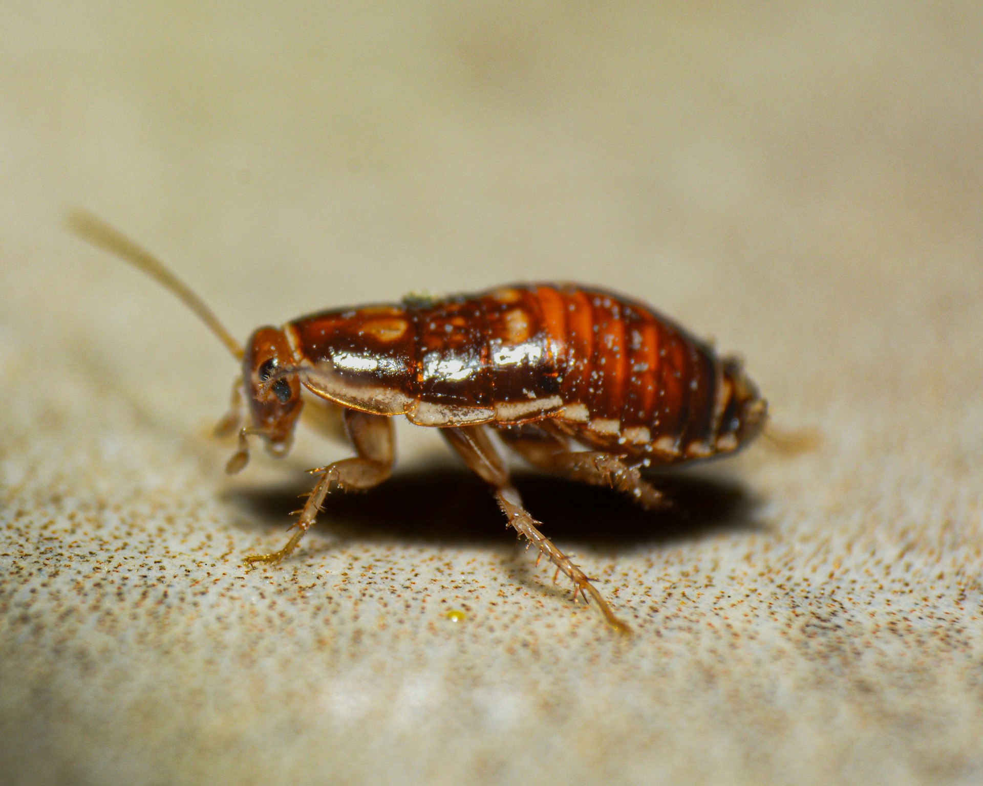 Home 24 cockroach
